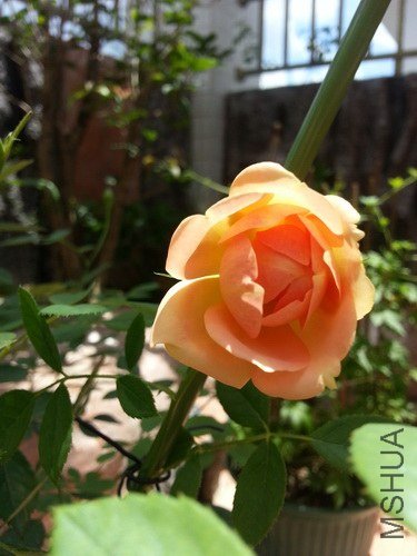 20130704_131158_������С.jpg