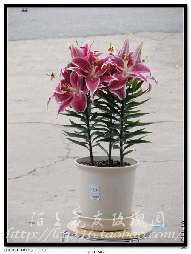 nEO_IMG_DSC05115.jpg