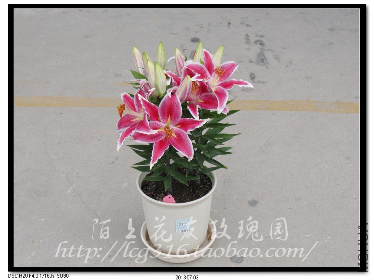 nEO_IMG_DSC05106.jpg
