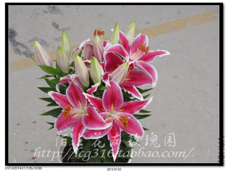 nEO_IMG_DSC05107.jpg