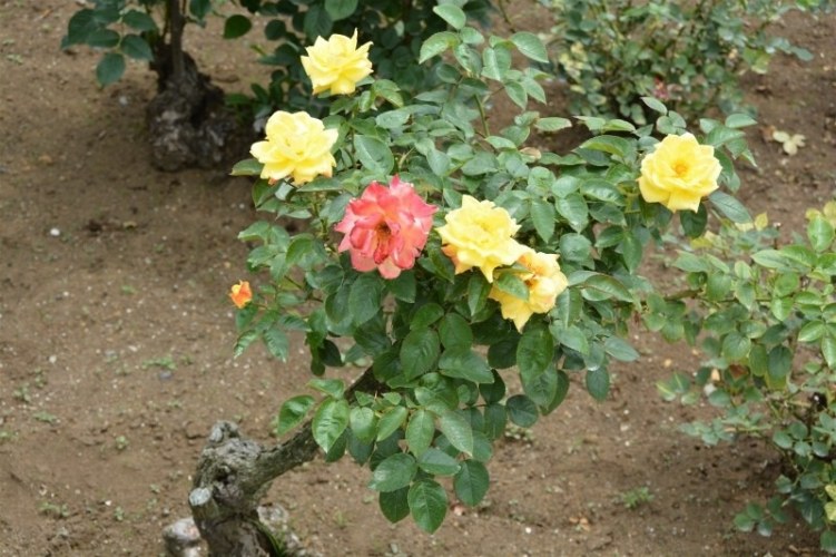 һ������ɫ��