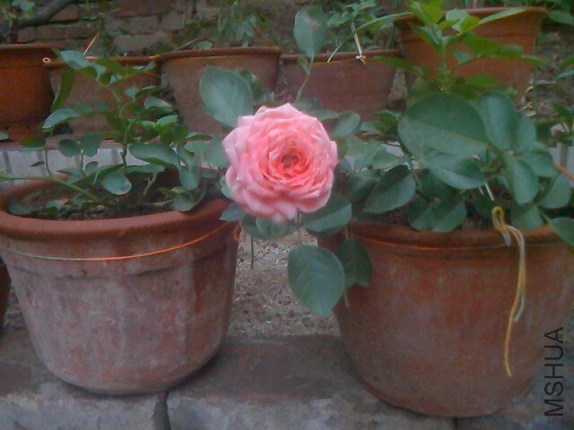 IMG0706053404.jpg