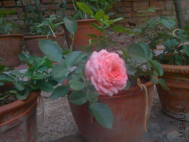 IMG0706053500.jpg