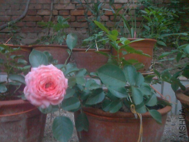 IMG0706053501.jpg