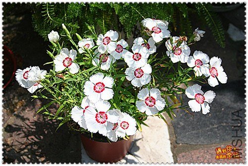 ��Ƭ 007_����.jpg