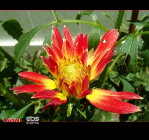 DSC08737 (500x375).jpg