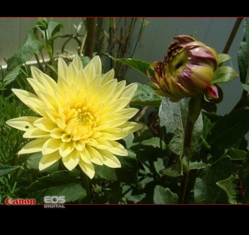 DSC08735 (500x375).jpg