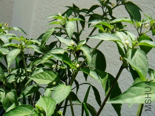 DSC08727 (500x375).jpg