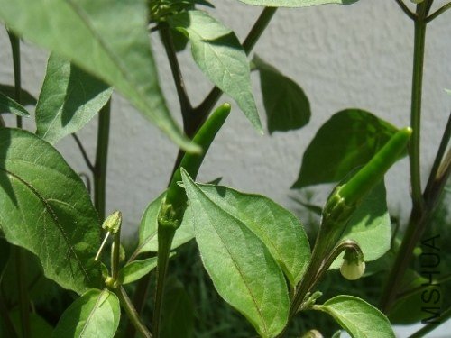 DSC08729 (500x375).jpg