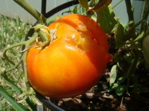 DSC08730 (500x375).jpg