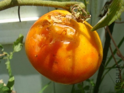 DSC08731 (500x375).jpg