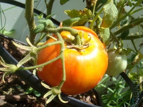 DSC08732 (500x375).jpg