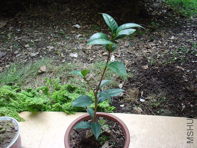 DSC00346.jpga.jpg