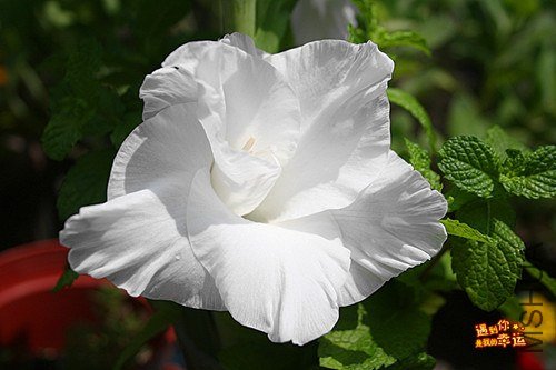 ��Ƭ 017_����.jpg