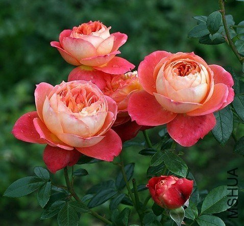 ����Ů����Queen of Hearts��1.jpg