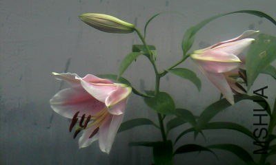 20130706_1405_0.jpg
