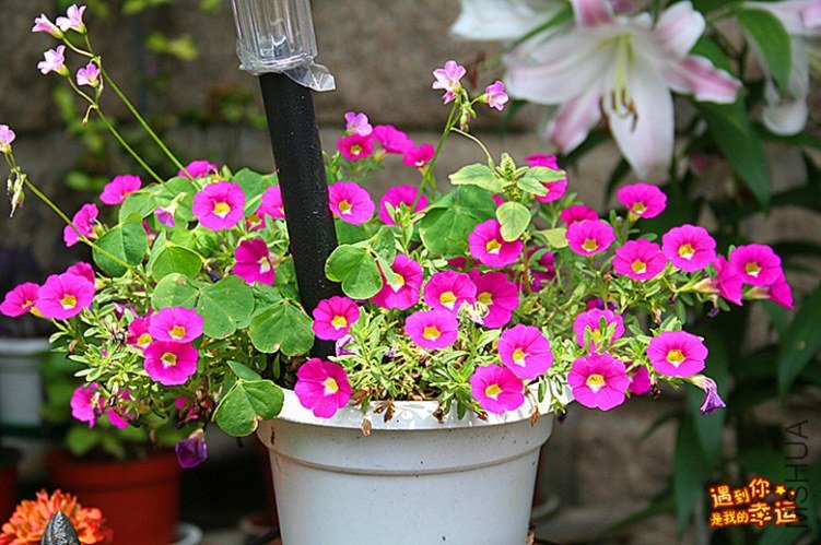 ��Ƭ 106_����.jpg