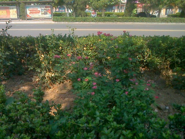 IMG0707091900.jpg
