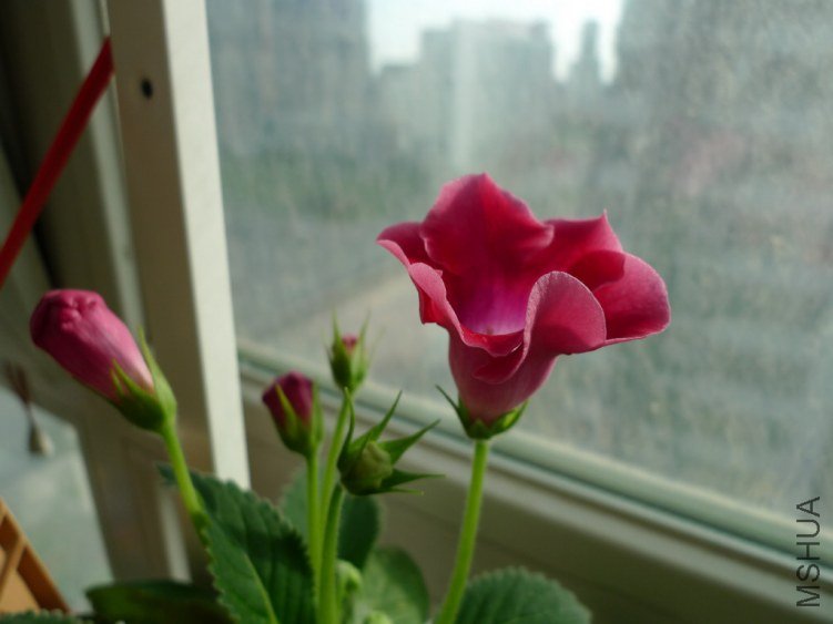 P1090402-s.jpg