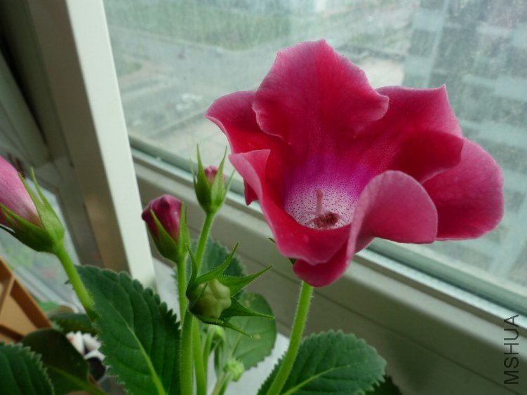 P1090405-s.jpg