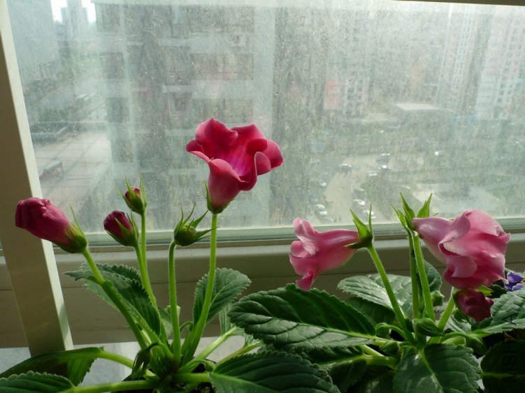 P1090406-s.jpg
