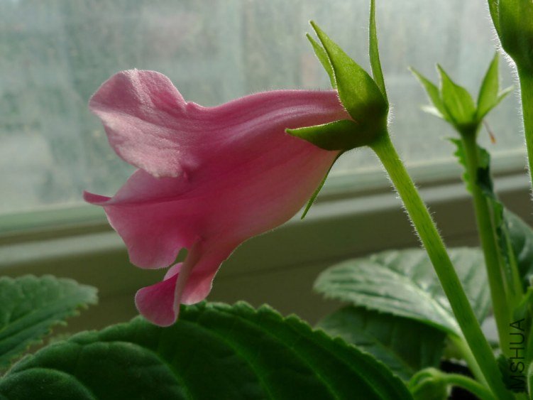 P1090407-s.jpg