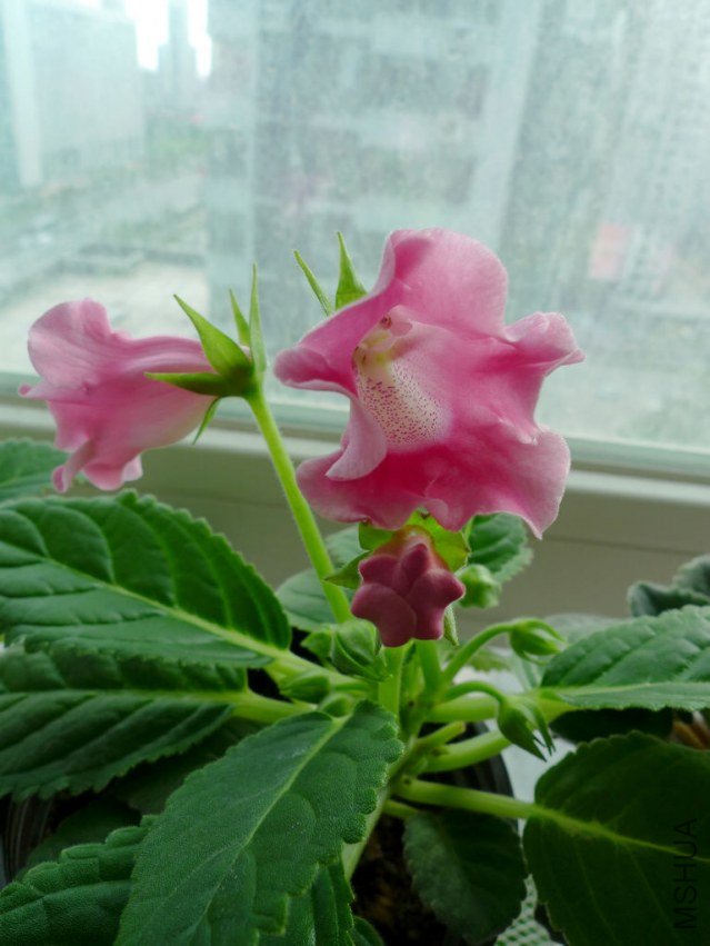 P1090409-s.jpg