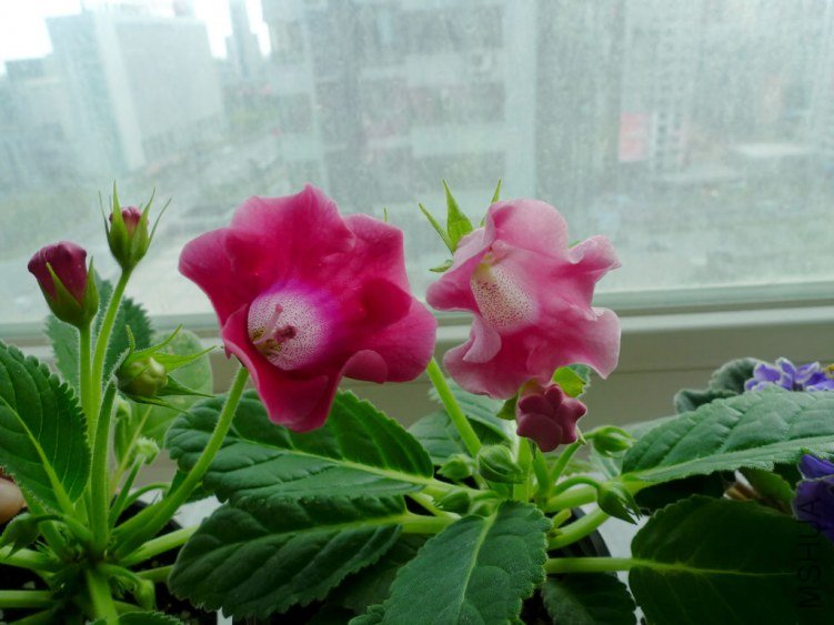 P1090412-s.jpg