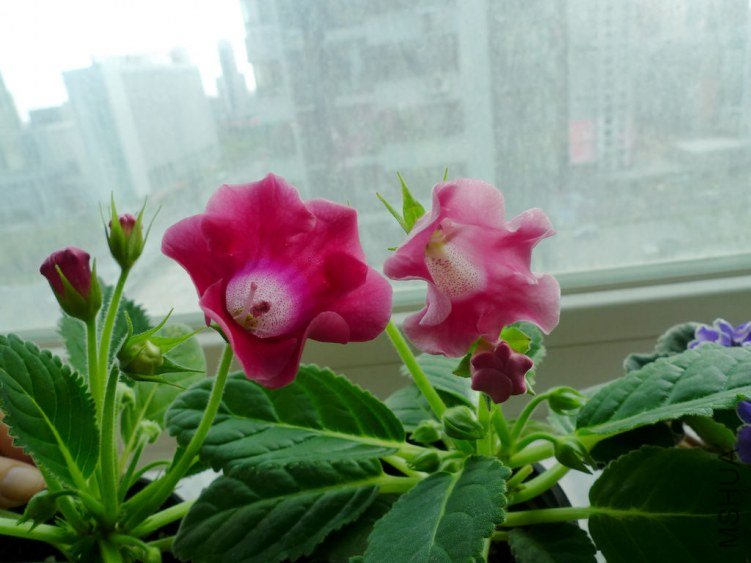 P1090413-s.jpg