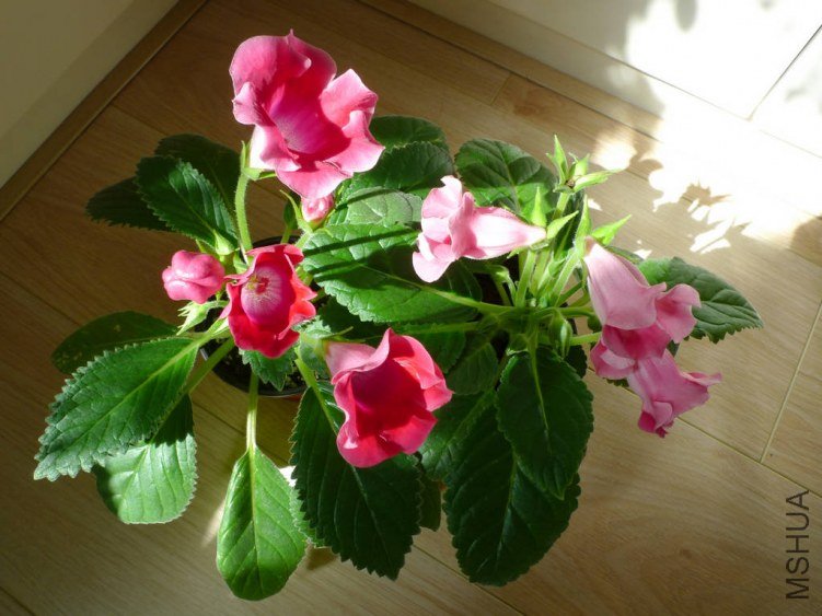 P1090424-s.jpg