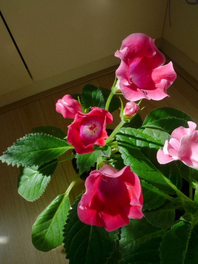 P1090425-s.jpg