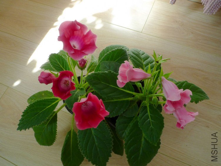 P1090427-s.jpg
