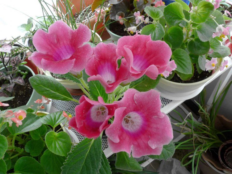 P1090465-s.jpg