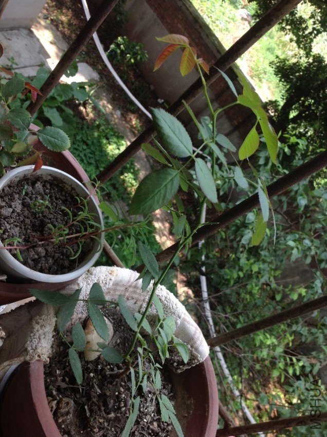 ��ɳ1�ţ�һֱ���ϣ�������һ�£����������ָ���