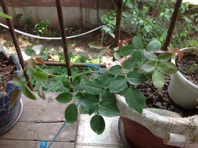 ��ɳ2�ţ��������𳤣�����ֺ�����һ��