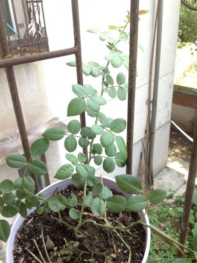 ������С�����Ѿ������ˣ�8���衣