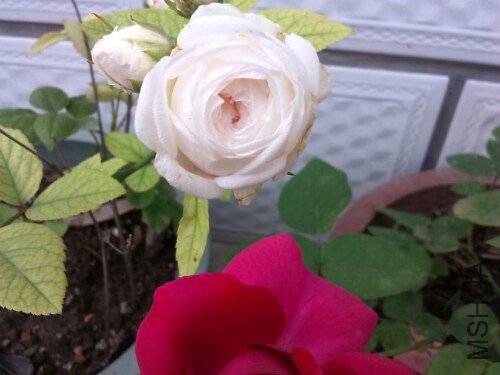 IMG20130708123605.jpg