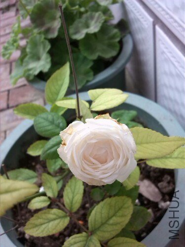 IMG20130708123614.jpg