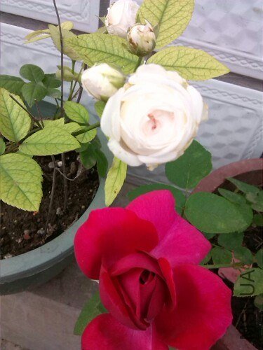 IMG20130708123641.jpg