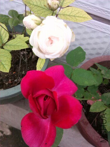 IMG20130708123650.jpg