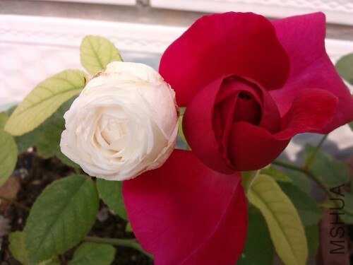 IMG20130708123702.jpg