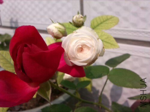IMG20130708123714.jpg