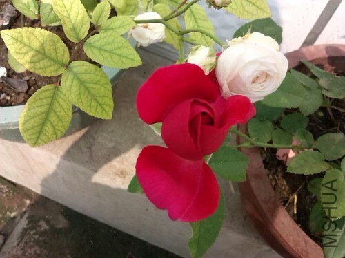 IMG20130708123738.jpg