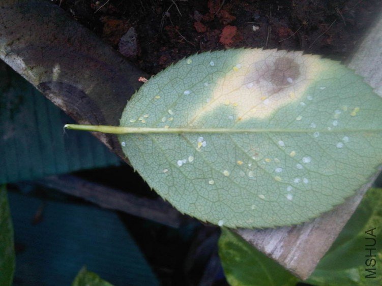 IMG06433-20130708-0643.jpg