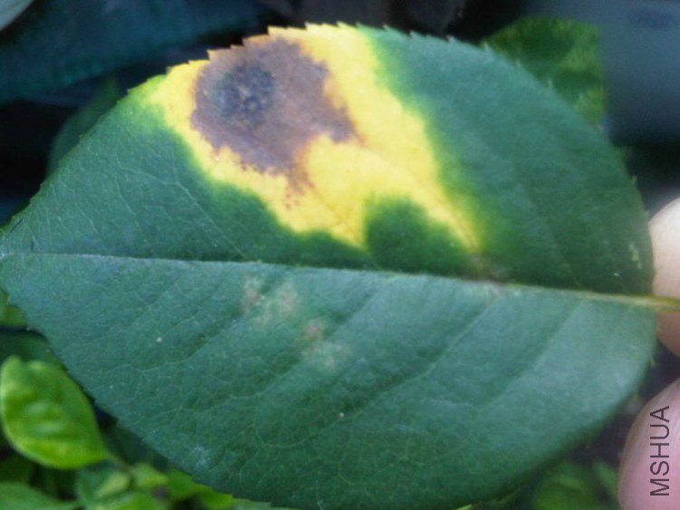 IMG06434-20130708-0643.jpg