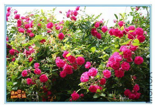 ��Ƭ 077_����.jpg