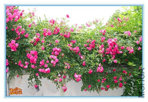 ��Ƭ 085_����.jpg