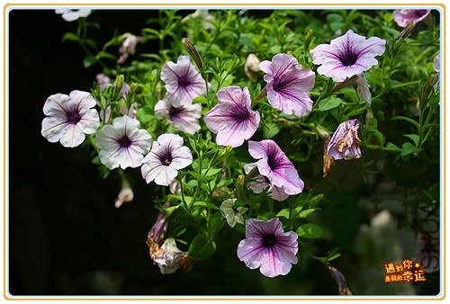 ��Ƭ 097_����.jpg