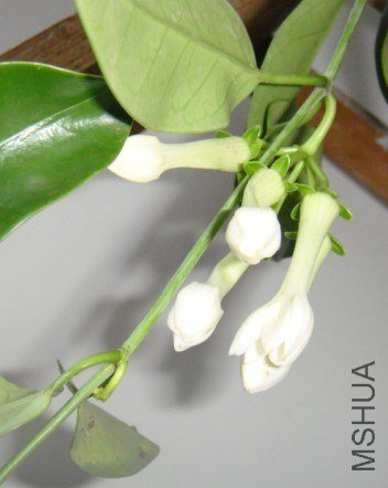 �����˹������