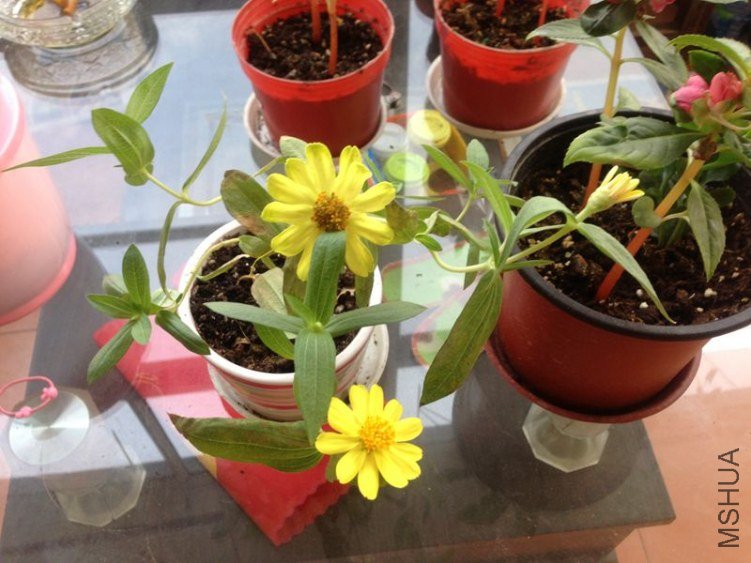 ���ղݵĵ�һ�仨�Ѿ�ʢ����һ��������ûл